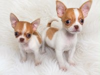 WC eğitimli mini boy chihuahua