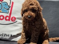 Petmode köpek çiftliğinden redbrown toy poodle