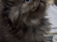 Chinchilla yavru kediler iki aylık