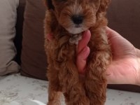 Toy poodle yavru köpekler