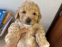 1.5 AYLIK ORJİNAL MALTİPOO YAVRULARI
