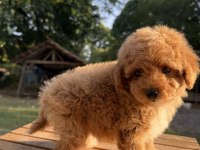 RED MALTİPOO KIZIMIZ