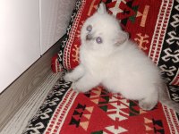 Blue point yavru kediler