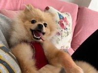 Çok güzel pomeranian dişi 1 yaşında ACİL