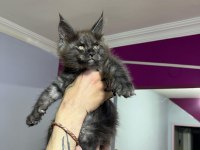 Dev bebekler 2 aylık maine coon yavrular