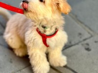 8 aylık erkek maltese terrier lattemizi sahiplendiriyoruz