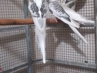 Lutino sultan papağanı yavruları