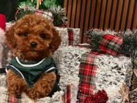 Erkek toy poodle köpeği
