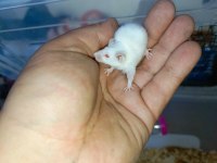 BEYAZ KOBAY LAB VE PANDA MİCE