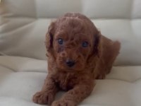 Toy poodle minik şekerler