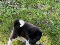 Amerikan Akita Yavrular