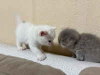 British shorthair yavrularımız