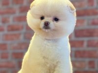 Dünyalar tatlısı ayı surat pomeranian boo