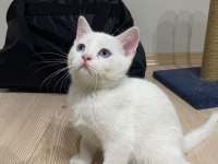 BEYAZ TÜYLÜ MAVİ GÖZLÜ british shorthair