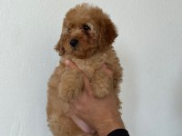 1 erkek 2 dişi poodle yavrularımız
