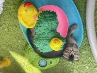 Yavru özel renk scottish fold minnoşumuz