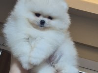 ÜST KALİTE 1 DİŞİ 1 ERKEK ORİJİNAL IRK TEACUP POMERANİAN