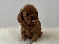 Sevimli Toy Poodle Yavrular