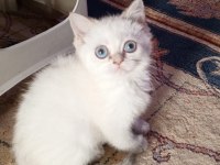 A Kalite Safkan British Shorthair Oyuncu