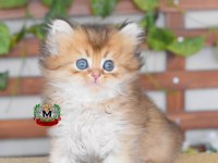 BRİTİSH LONGHAİR ERKEK KEDİMİZ