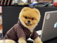 Yavru Köpeğimiz Pomeranian Boo