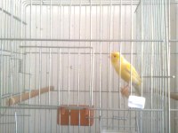 Sağlıklı Sarı Mozaik Kanarya
