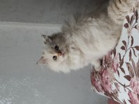 Minnoş Scottish Fold Longhair Golden Safkan Yavru