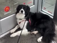 Yetişkin Temel Düzey Eğitimli Border Collie