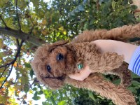 Güzel toy poodle bebekler teslime hazır