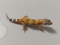 Leopard Geckomuz