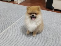 4 aylık pomeranian boo erkek