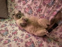 Taşınmak zorunda olduğumdan scottish fold