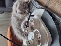 Bicolor Dişi 3 Aylık Scottish Fold