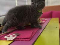 Scottish fold erkek kedimiz