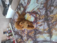 KORE POODLE BEBEKLERİ