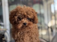 4 aylık 700 gr tea cup kore poodle ziyarete açık