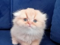 Scottish fold longhair kedimiz