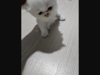 Scottish fold kedimiz