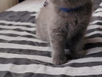 Bizde geldik - british shorthair kediler