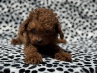 Çık özel Tea cup kore poodle yavrularımız