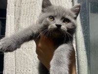 Bebiş kedilerim ailelerini bekliyor