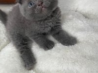 Scottish fold yavrular