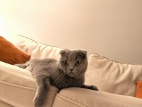 Scottish fold kedi