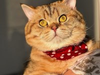 Kedi eş bulma british shorthair