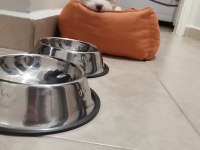 Sahibinden maltese terrier 3 aylık