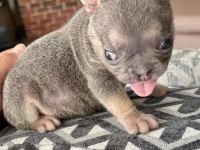 FLUFFY FRENCH BULLDOG DİŞİLER