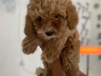 Maltipoo minik canlar orijinal