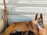 A kalite malinois beslemek isteyenler buyursun