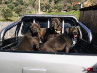 A Kalite Cane Corso Yavrularım