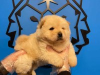 KÜT BURUN IRK GARANTİLİ CHOW CHOW YAVRULARIMIZ